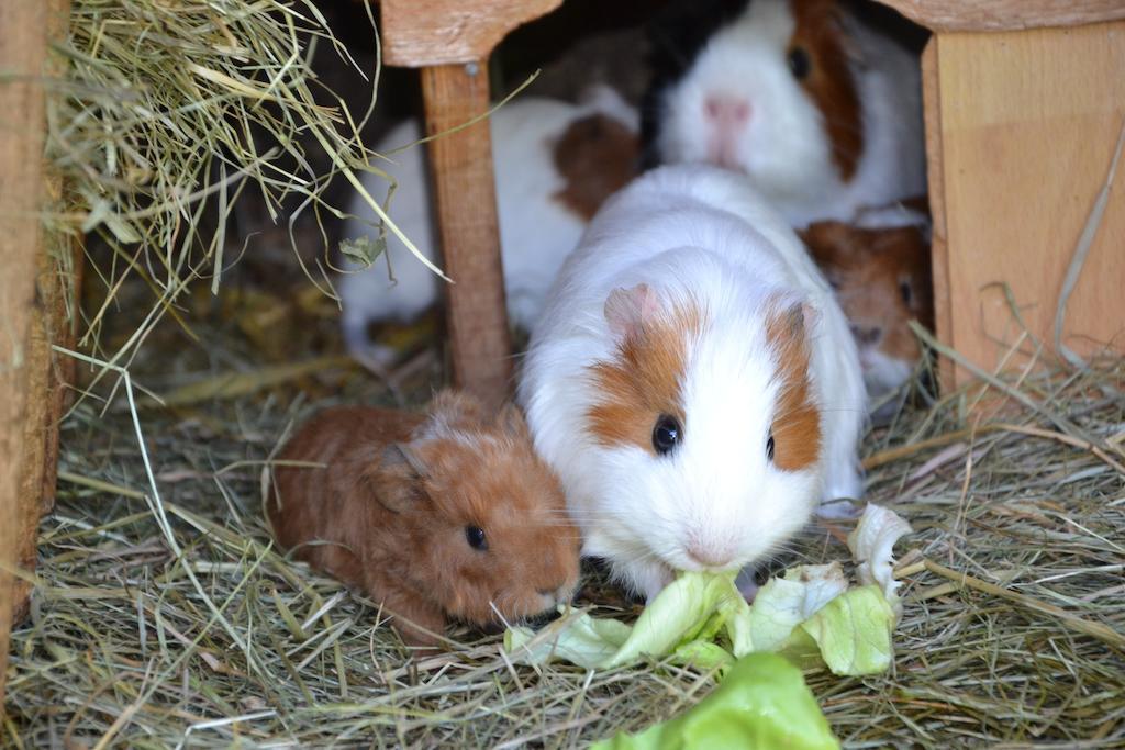 ホテル Feriendorf Ponyhof Fusch an der Grossglocknerstrasse エクステリア 写真