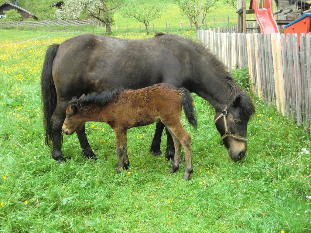 ホテル Feriendorf Ponyhof Fusch an der Grossglocknerstrasse エクステリア 写真