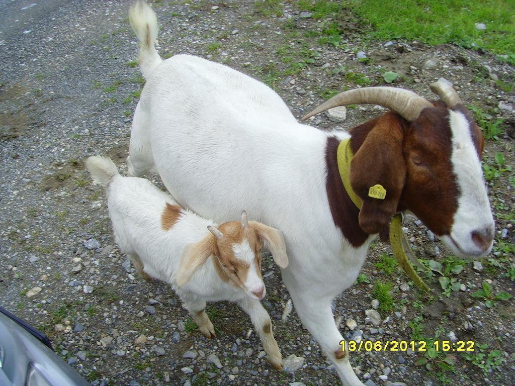 Feriendorf Ponyhof Fusch an der Grossglocknerstrasse エクステリア 写真